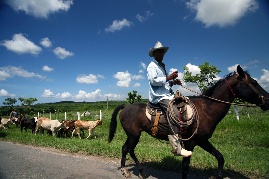 cubinian cowboy