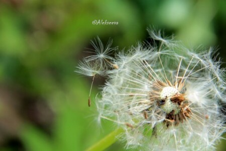 воспоминания из лета