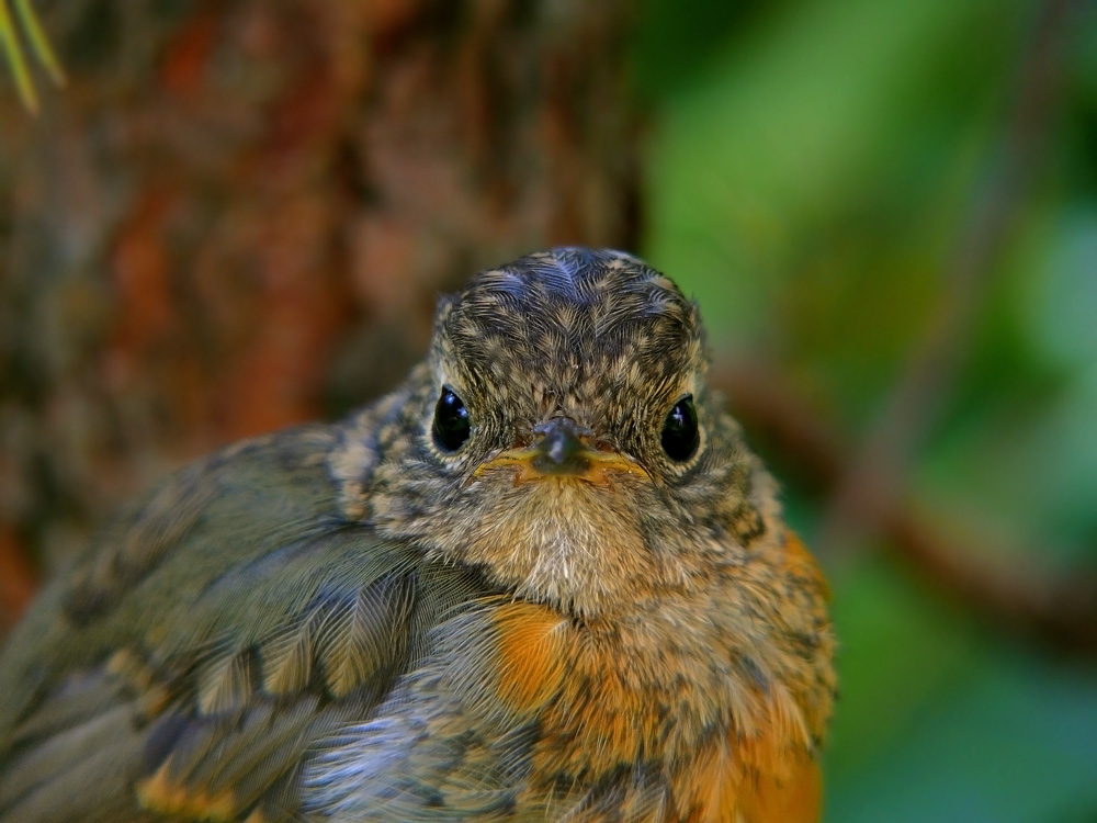 Зарянка Erithacus rubecula