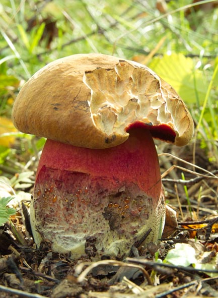 Bitter Boletus