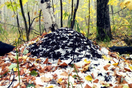 Муравейник