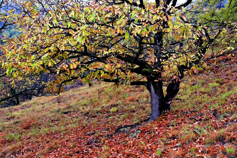 Осень настала.