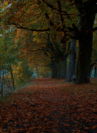 Золотая осень