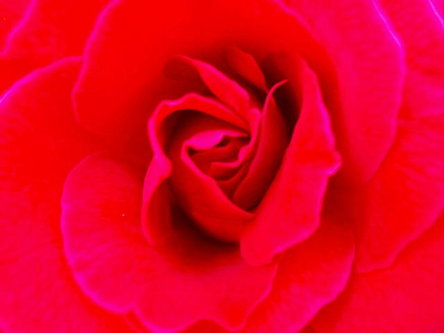 ROSE ROUGE