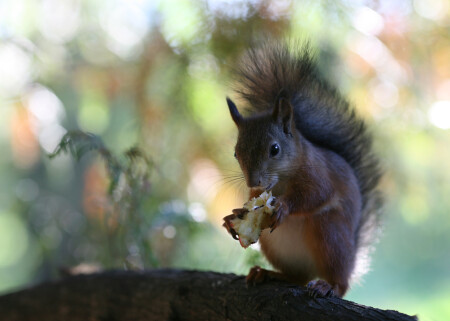 Дикий_зверь