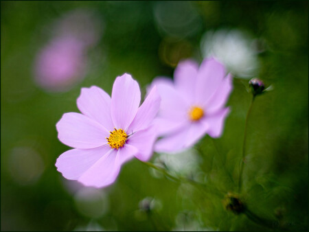 Цветуёчек 1