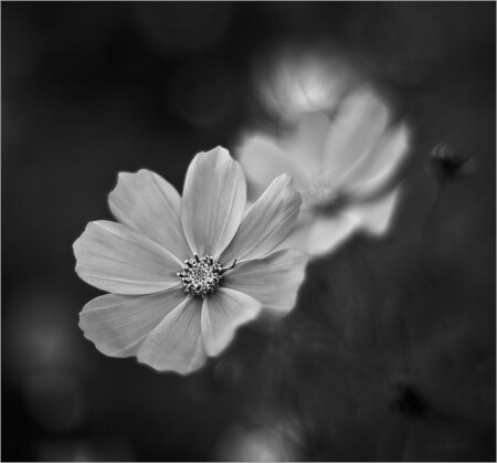 Цветуёчек 2