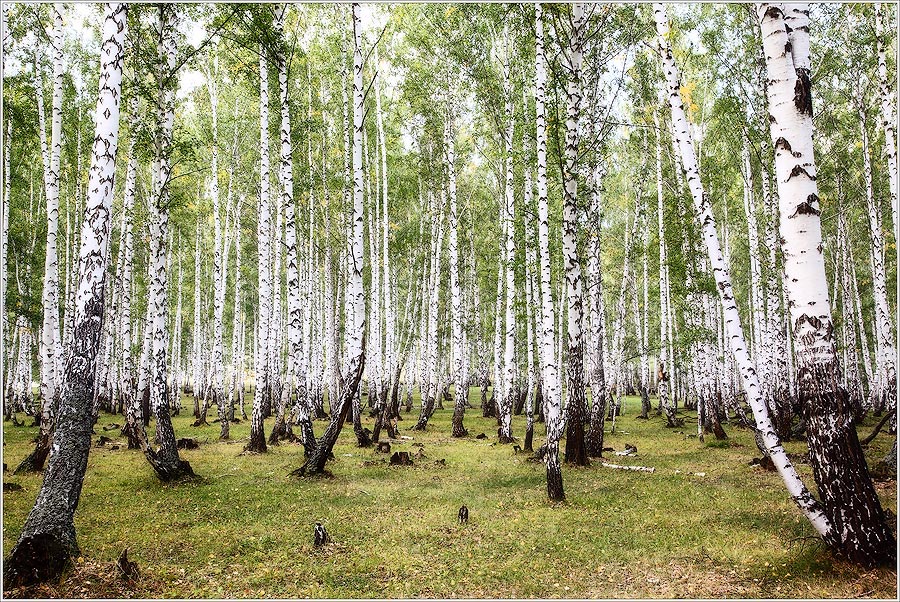 Белоснежность