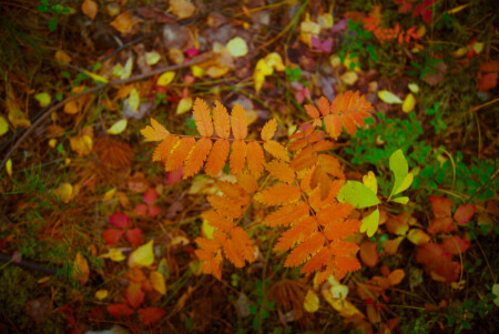 Осенний ковер.