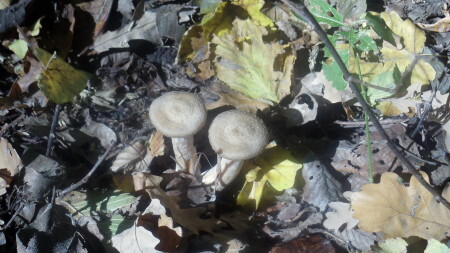 Осенние опята...