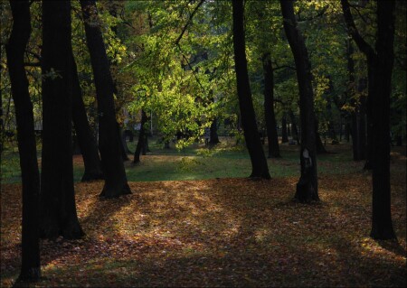 Солнце в осеннем парке