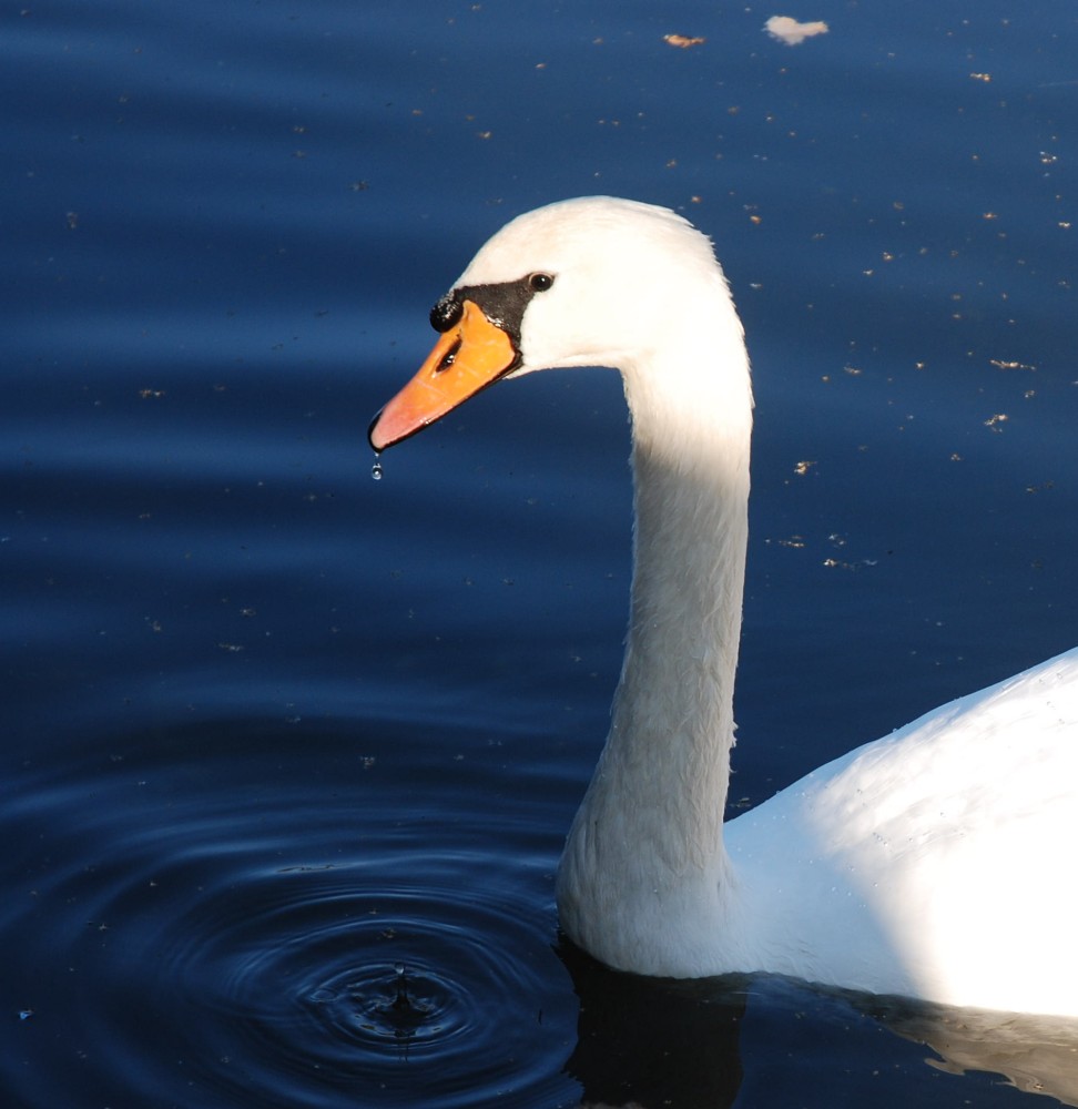 Swan.