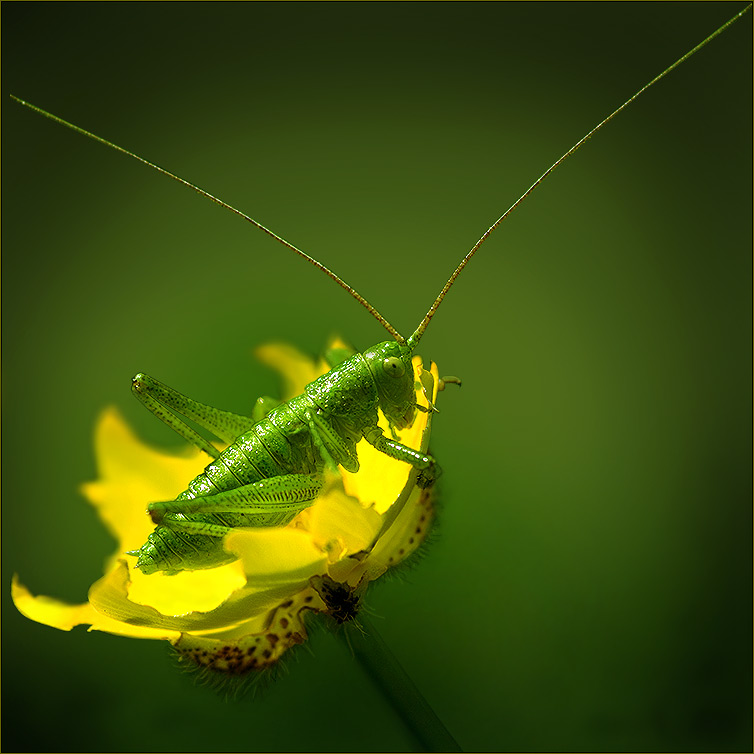 women in green