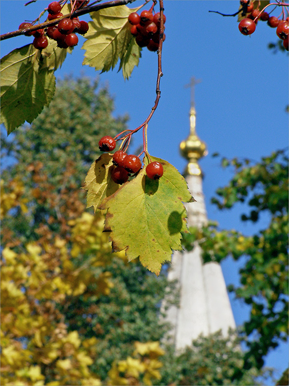 Наша осень.