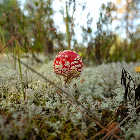 про мухомор