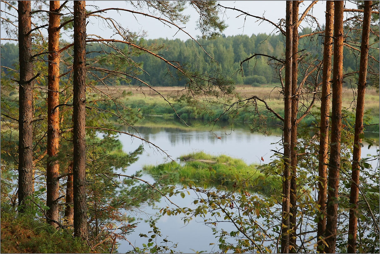 На высоком берегу Мологи