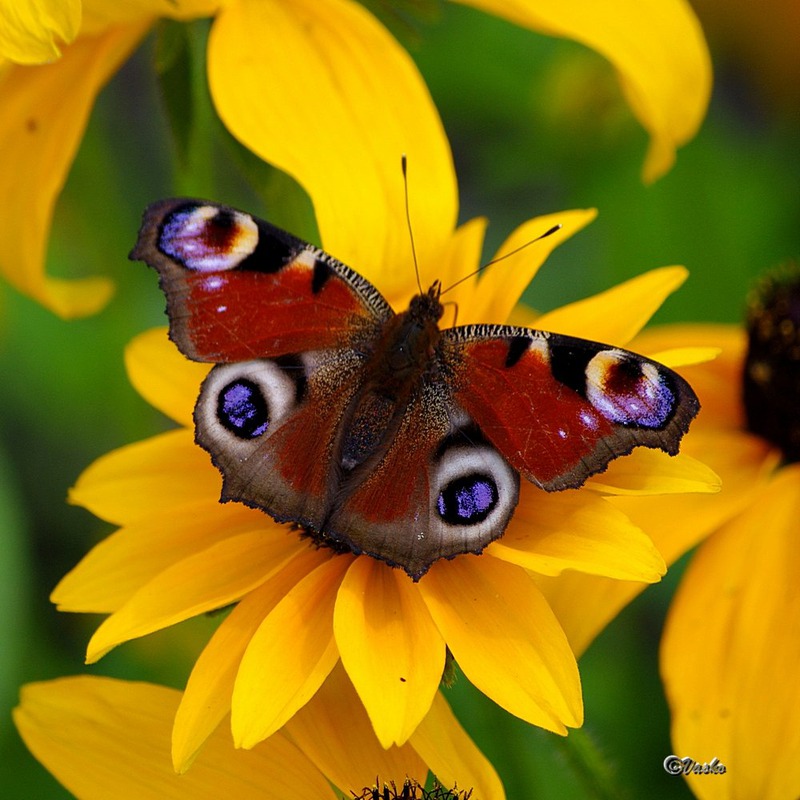 European Peacock (Inachis io)