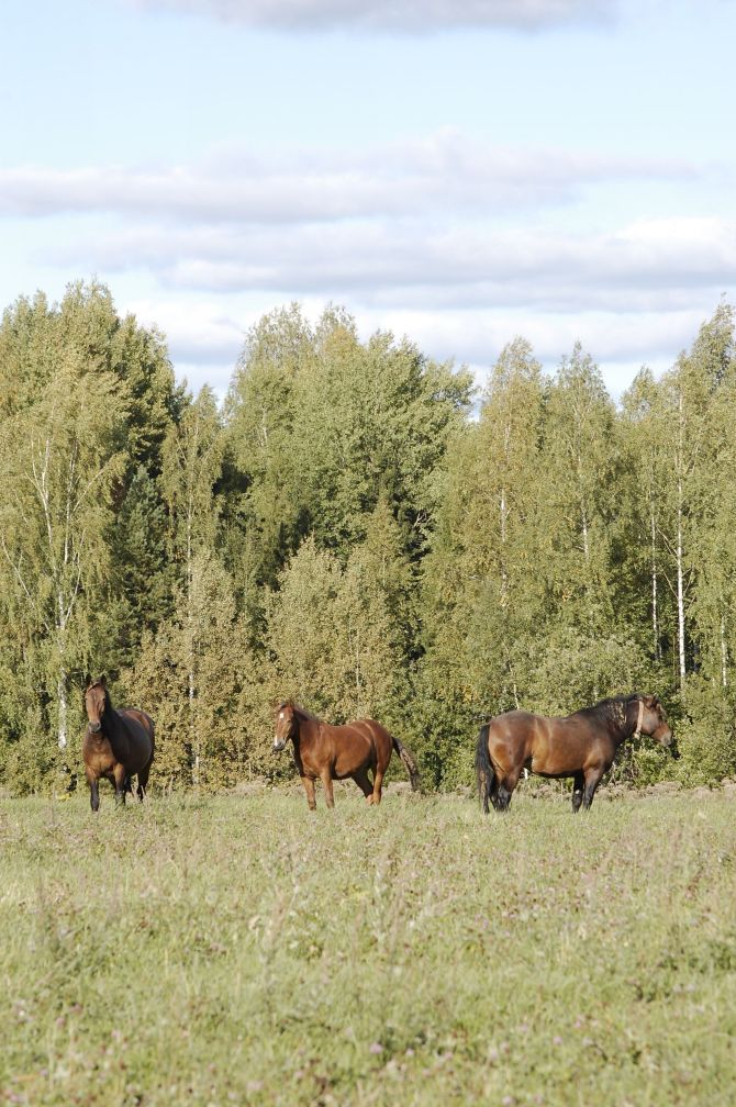 Лошадки