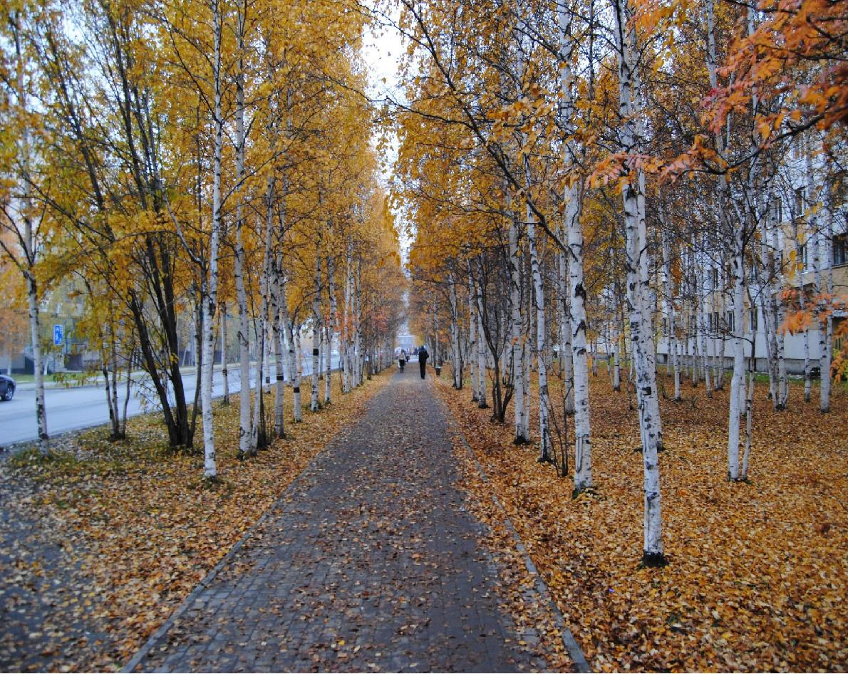 Красота Сургутской осени