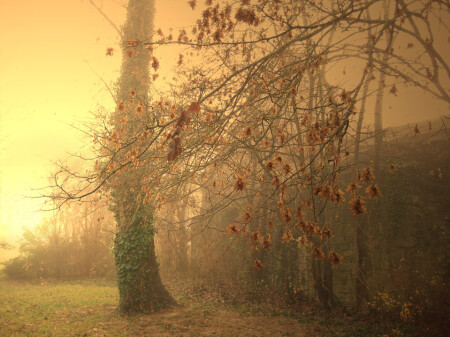 Осенний туман