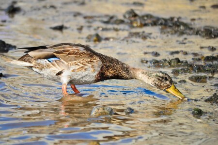 Смотрите дети, это утка...