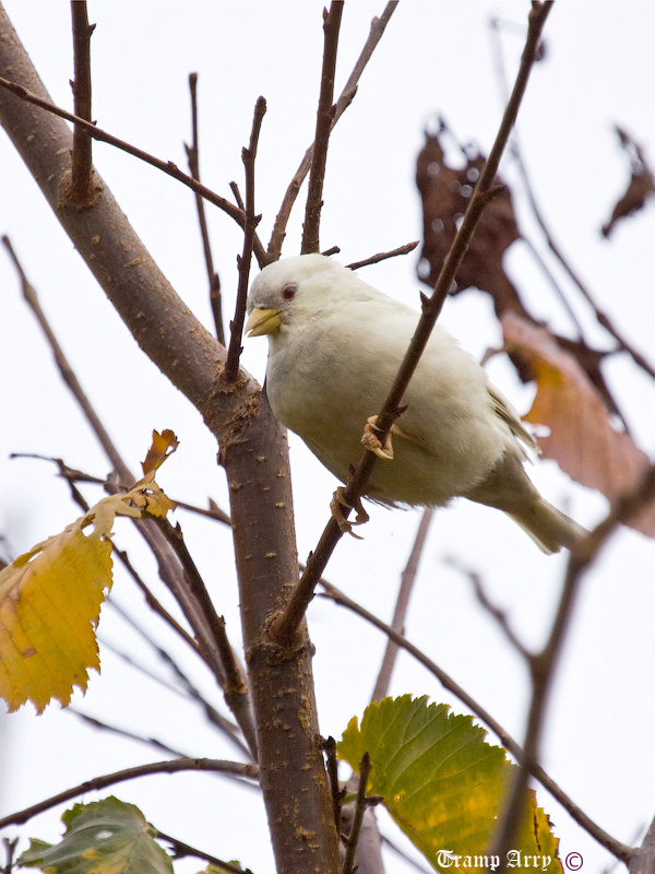 Sparrow an albino