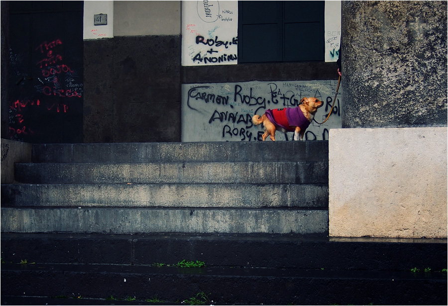 Cagnolino