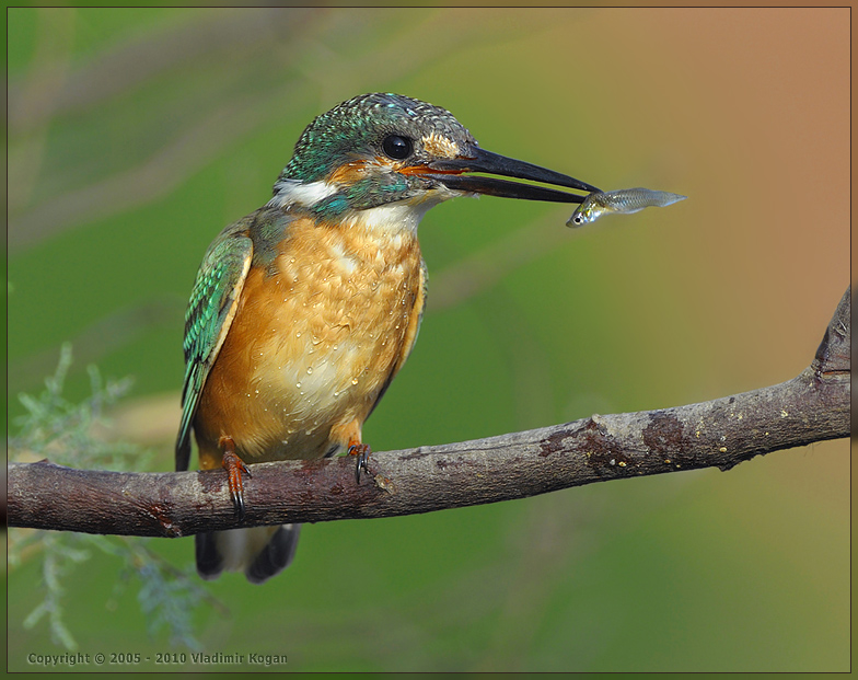 Common Kingfisher fishing