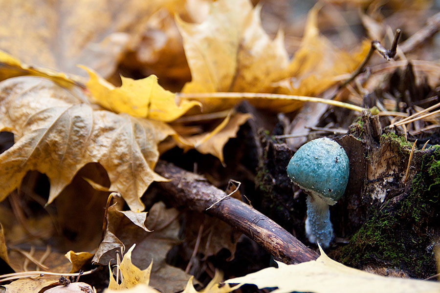 Evil Mushroom