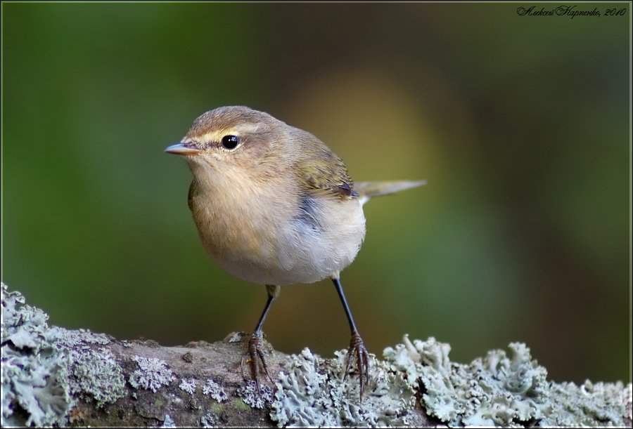 Пеночка-теньковка (Phylloscopus collybita)