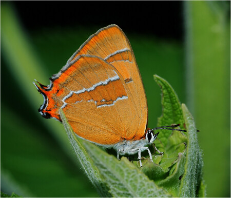Зефир березовый