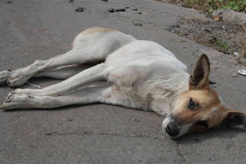 больничный пес