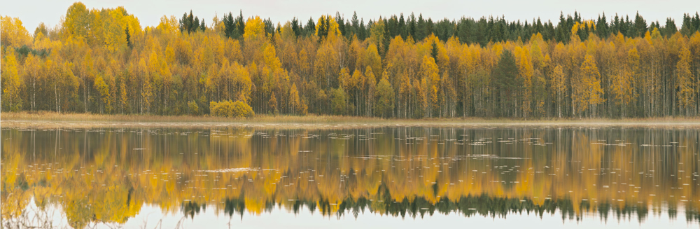 Золотое безмолвие