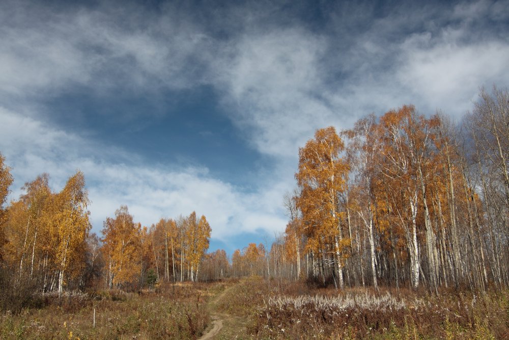 Осень.Березы