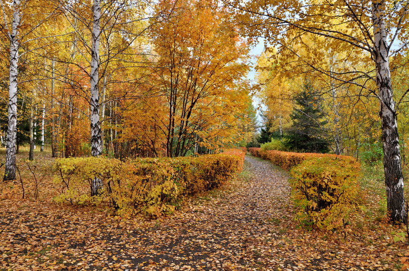 В осеннем парке