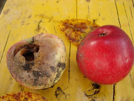 Жизнь и смерть.