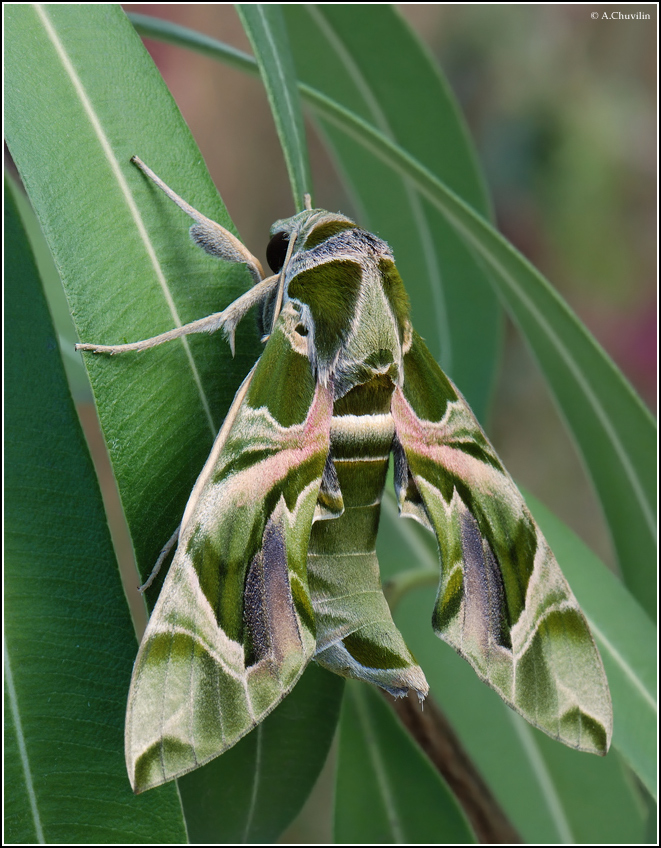 Daphnis nerii L.