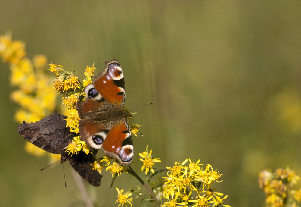 Butterflies