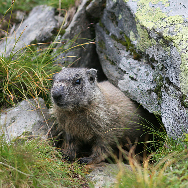 Marmot