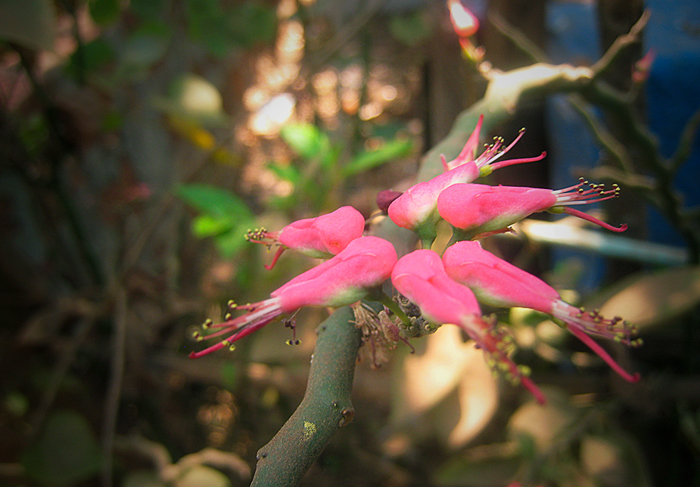 paradise birds