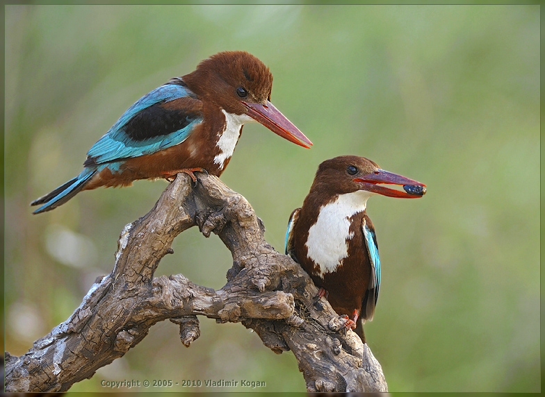 White-throated kingfisher: Delicacies for darling