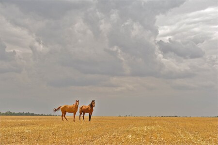 Калмыкские просторы...