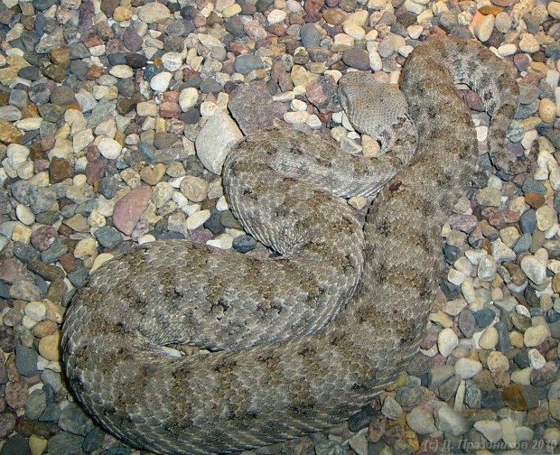 Гремучник ромбический (Crotalus adamanteus)