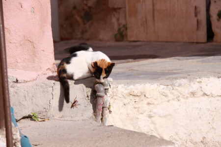 тараканиЩе