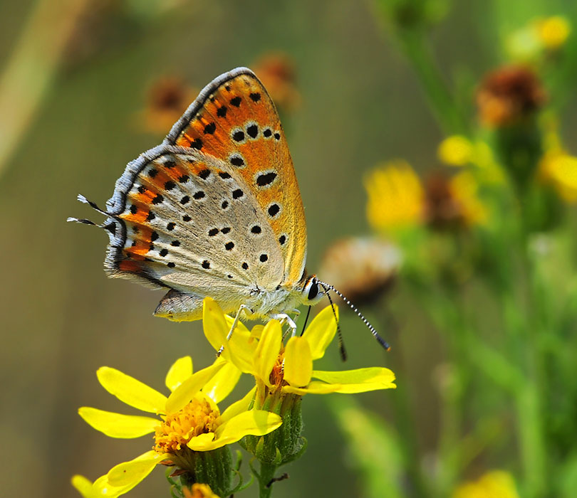 Голубянка Lycaena thersamon