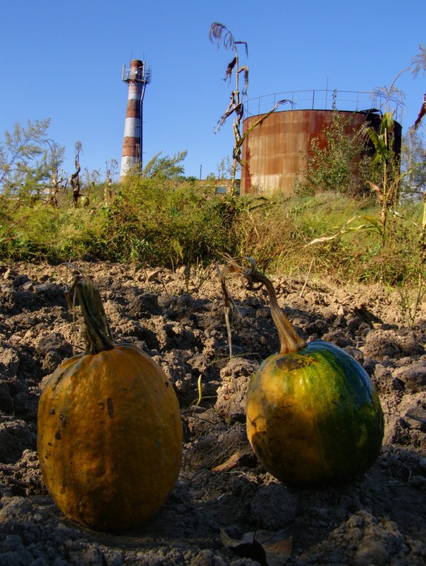 Затерялся урожай