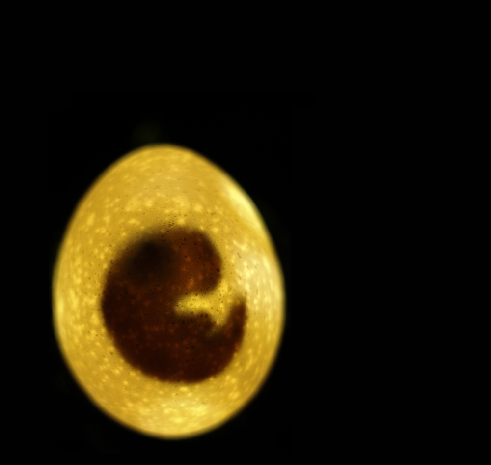 egg