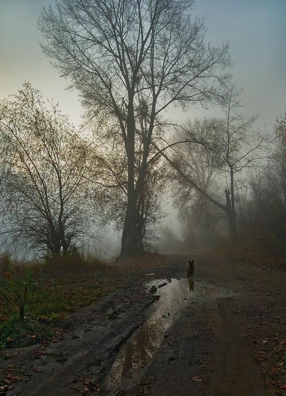 Встреча в тумане