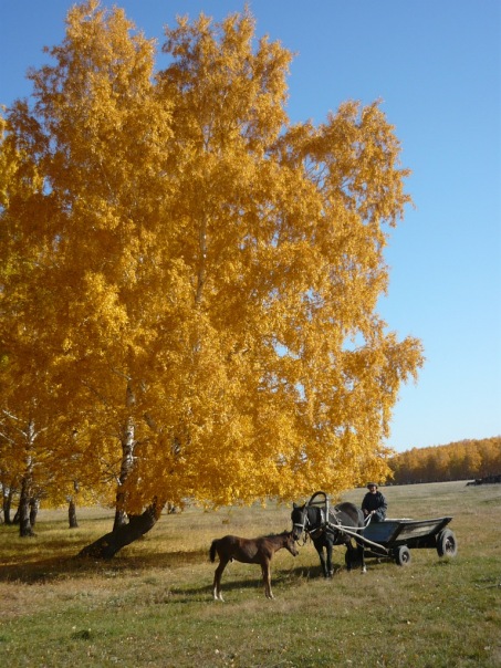 Осень во всём