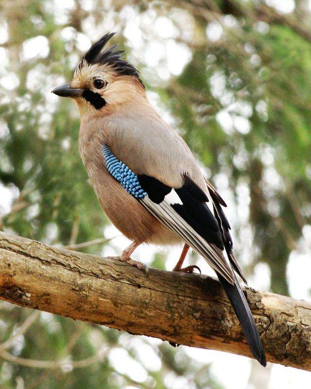 Garrulus glandarius L.